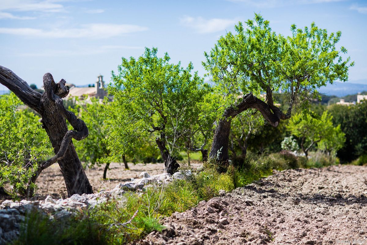 Fotograf Thomas Weber aus Oldenburg: Making Of der Hochzeitsfotos auf Mallorca (32)