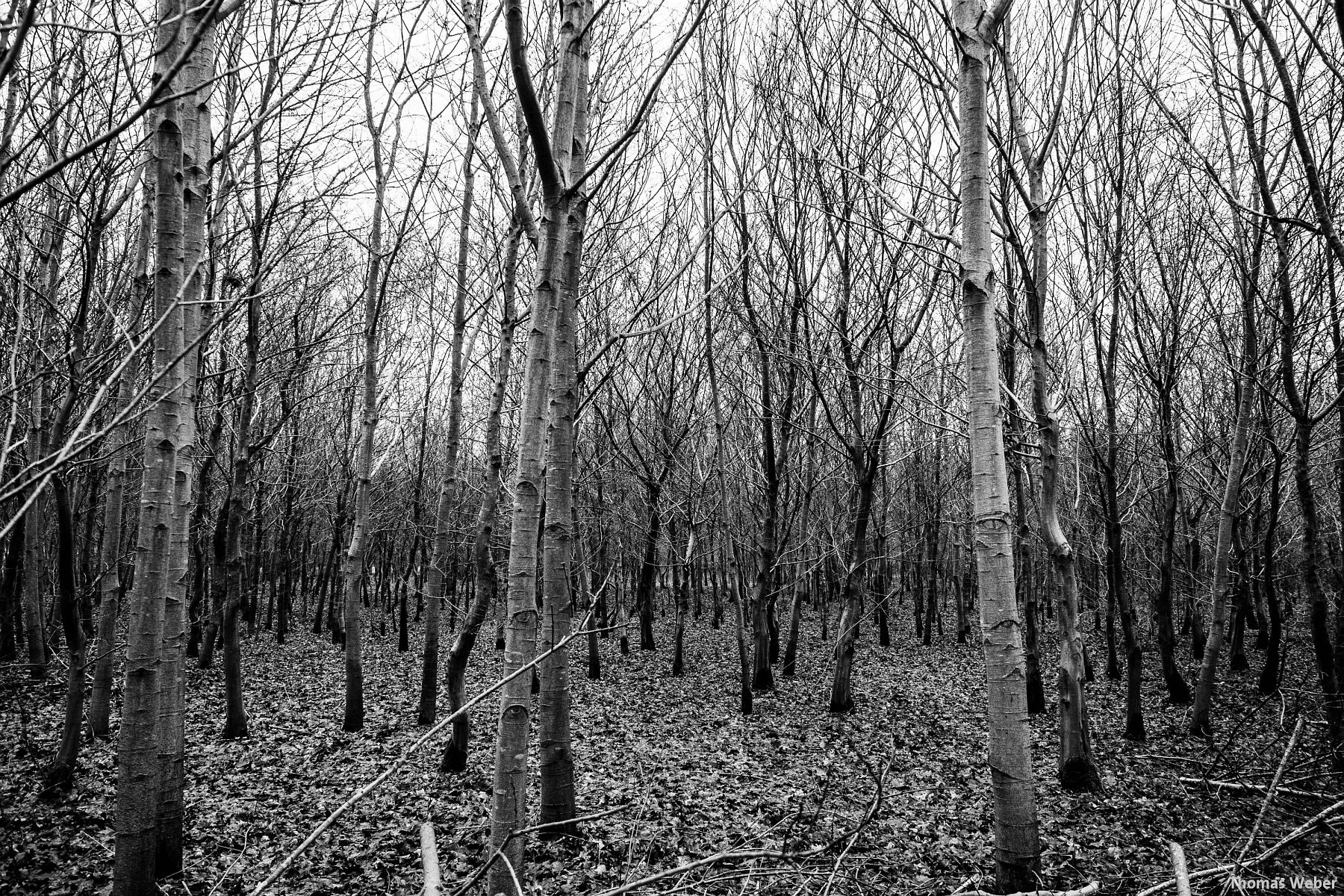 Fotograf Thomas Weber aus Oldenburg: Herbstlandschaft in Oldenburg