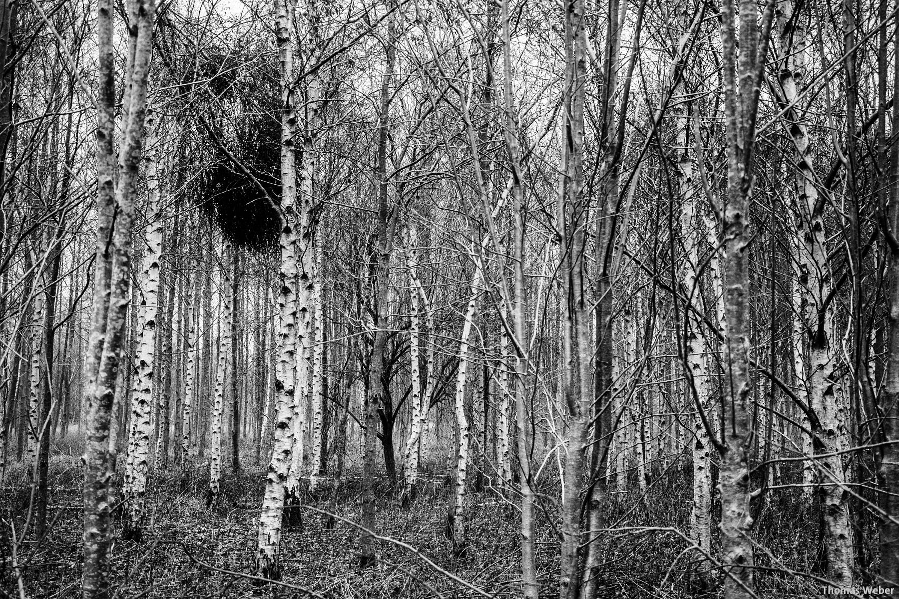 Fotograf Thomas Weber aus Oldenburg: Herbstlandschaft in Oldenburg