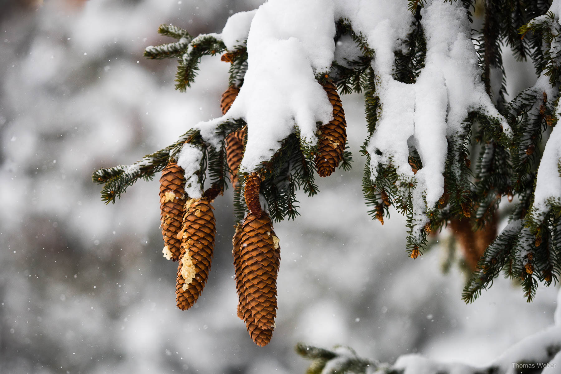 Schneefotos in den Bergen von Österreich