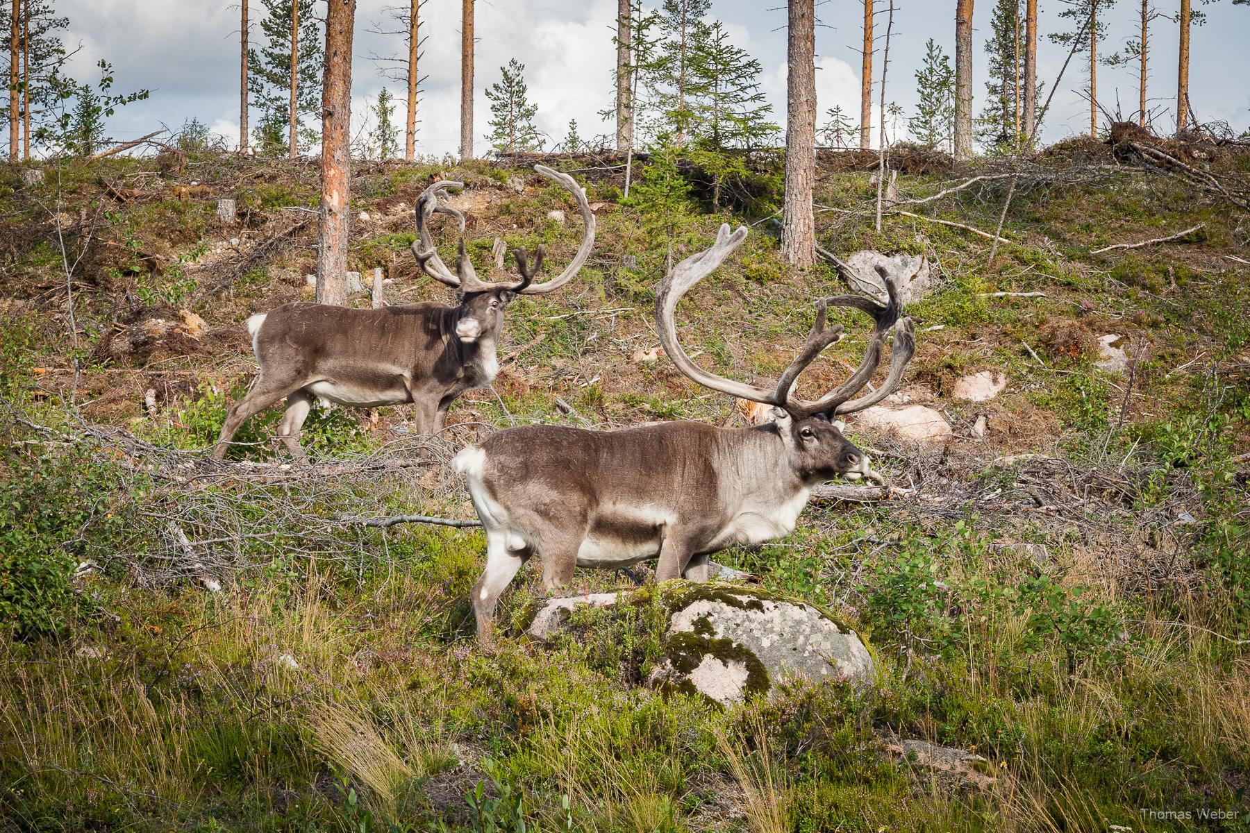 Roadtrip durch Dänemark und Schweden, Thomas Weber, Fotograf Oldenburg