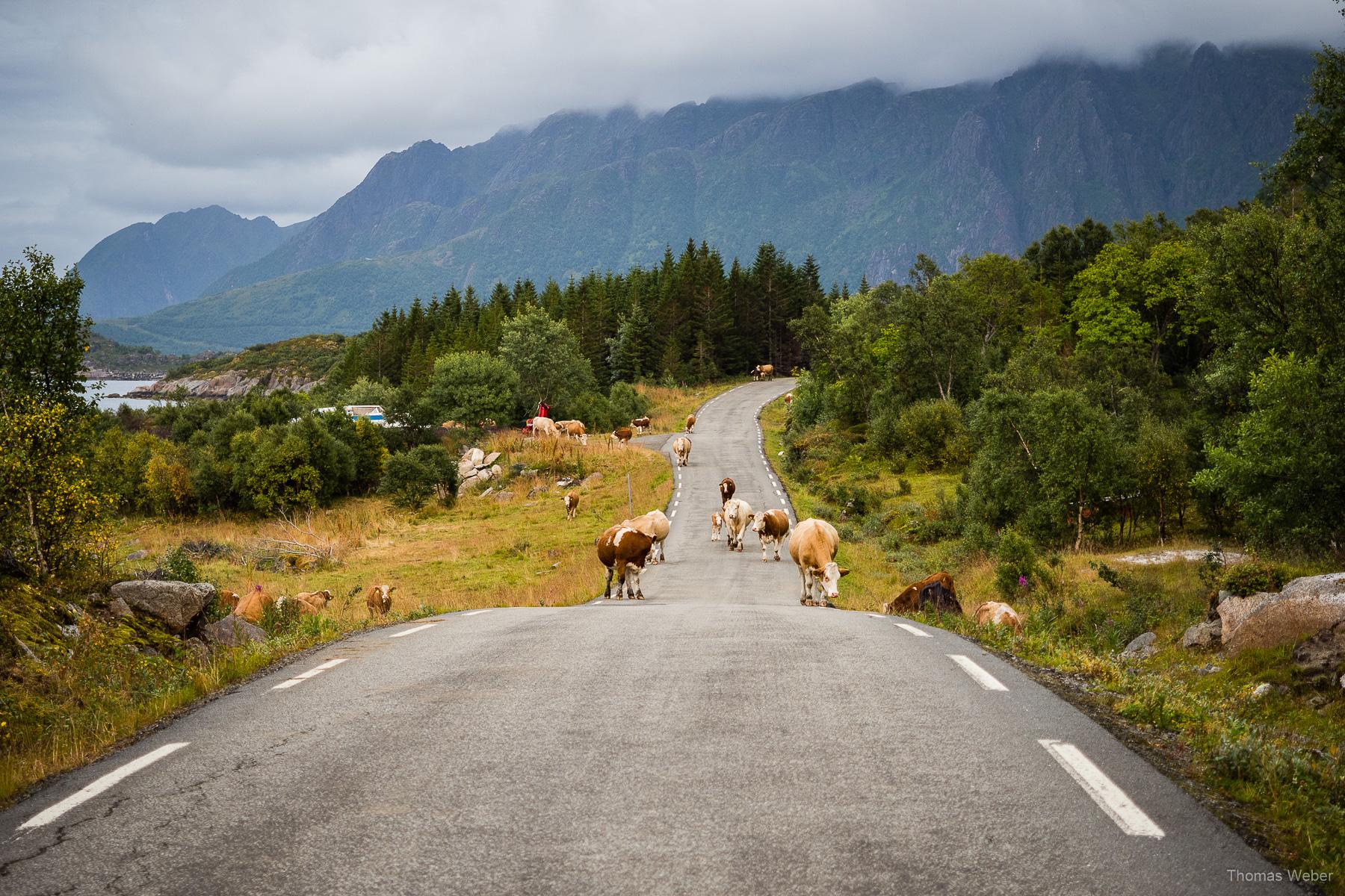 Roadtrip auf die Lofoten in Norwegen, Thomas Weber, Fotograf Oldenburg