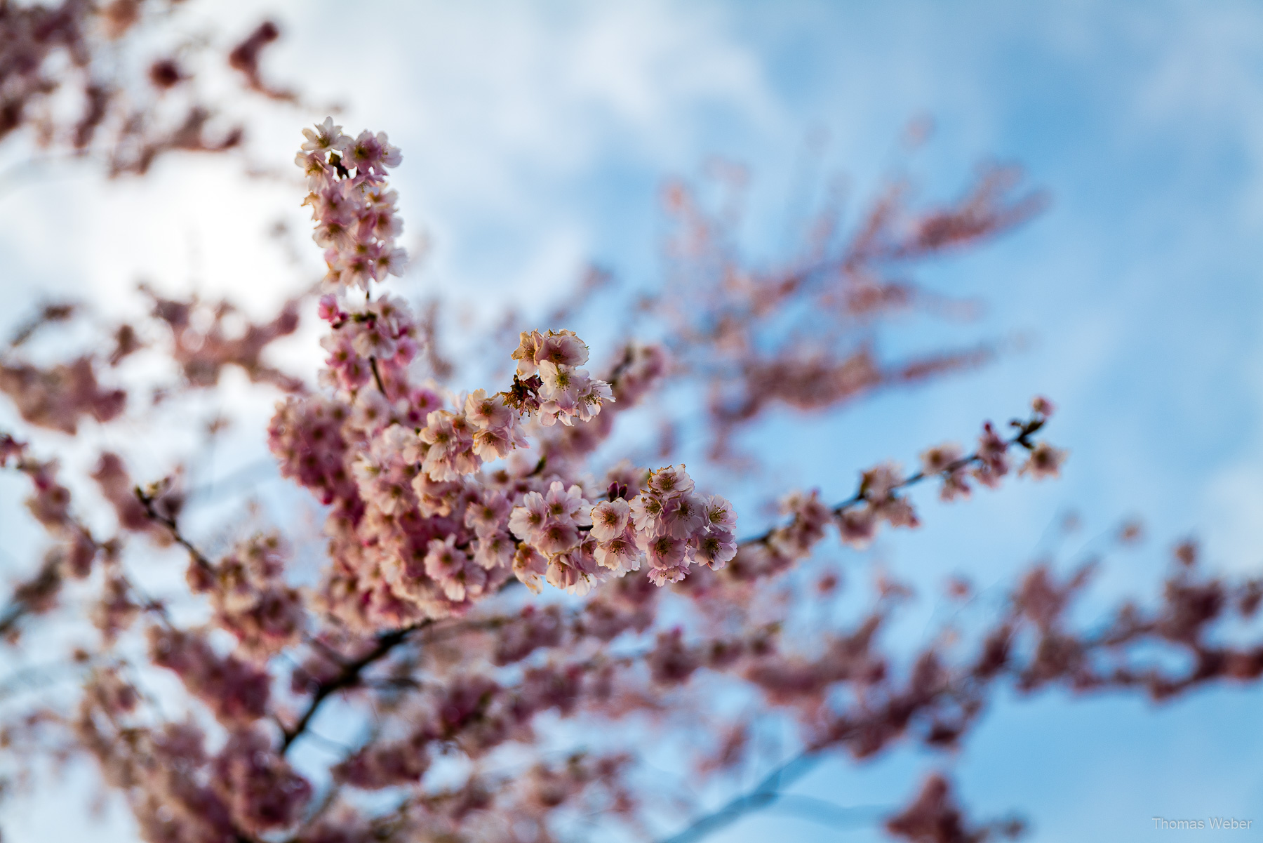 Naturfotos im Winter, Fotograf Thomas Weber aus Oldenburg