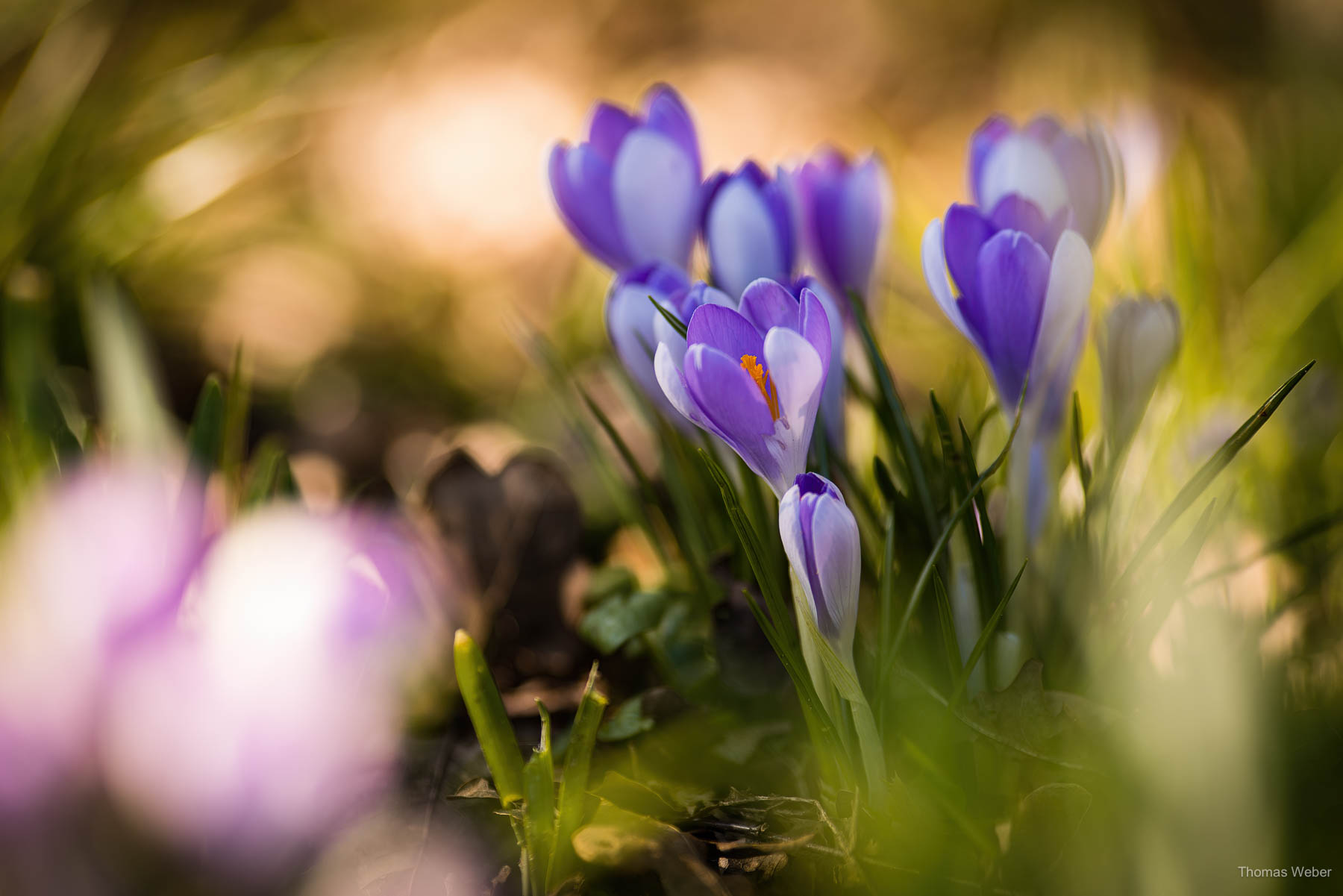 Frühblüher & Blumen im Frühling, Fotograf Oldenburg, Thomas Weber