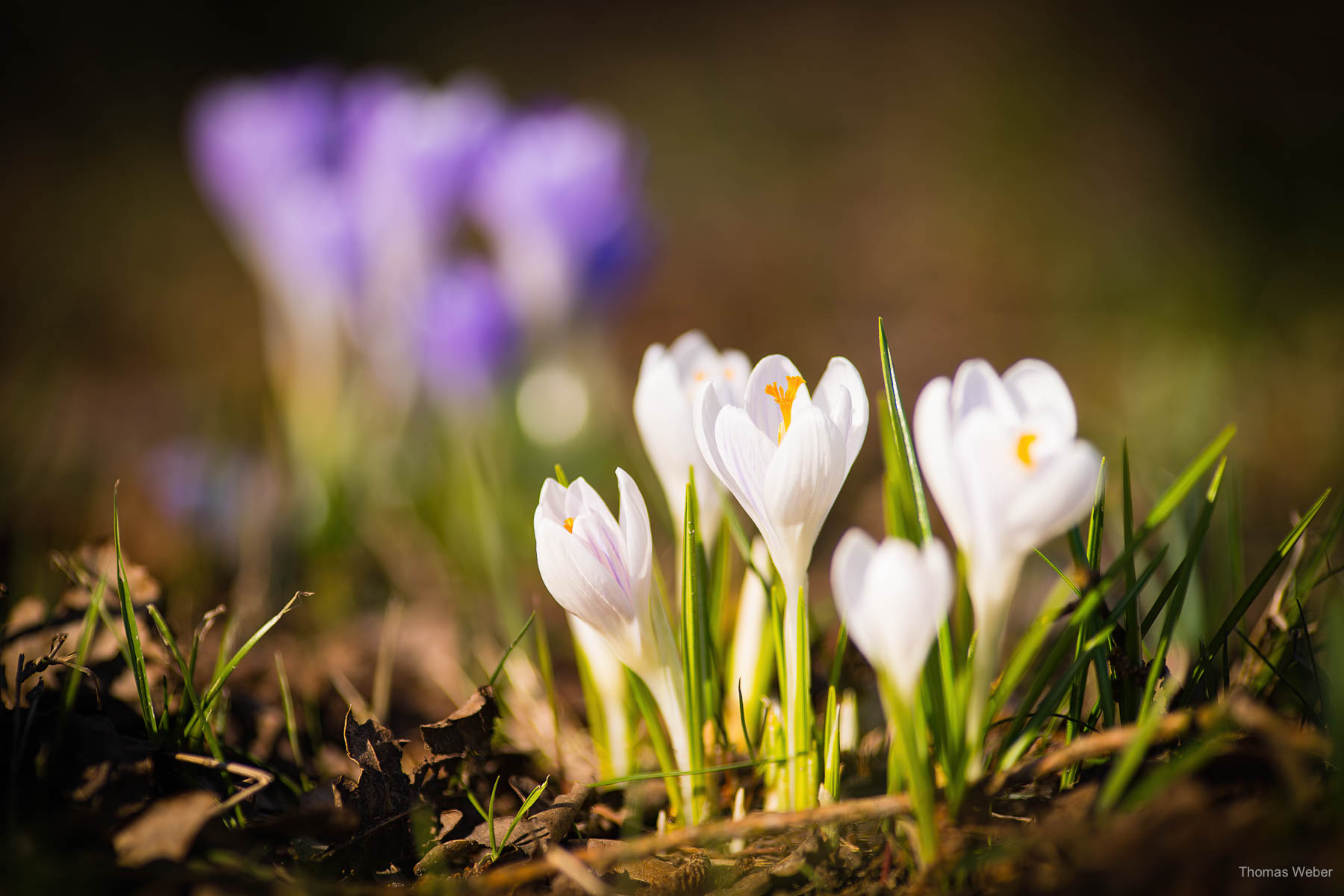 Blumen im Frühling, Fotograf Oldenburg, Thomas Weber
