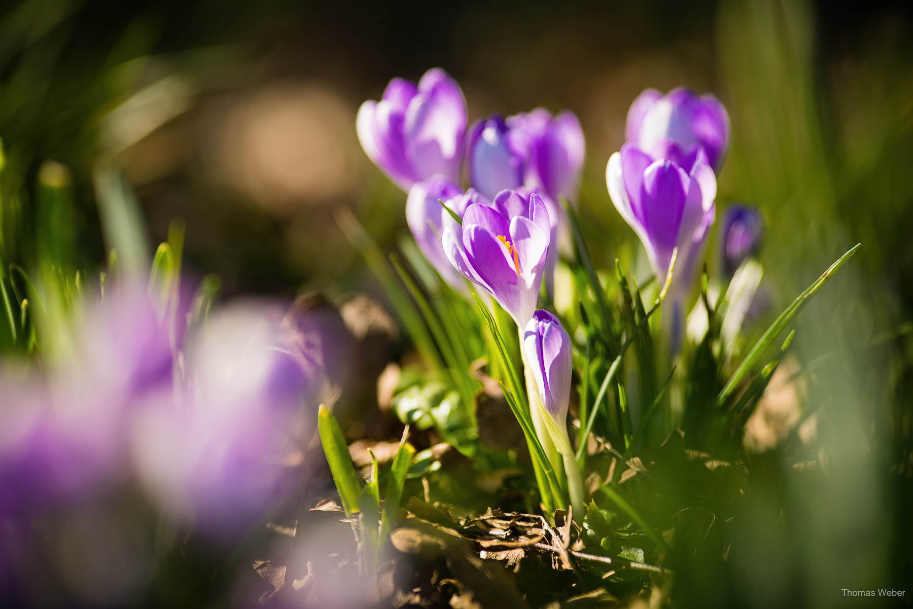 Frühblüher & Blumen im Frühling, Fotograf Oldenburg, Thomas Weber