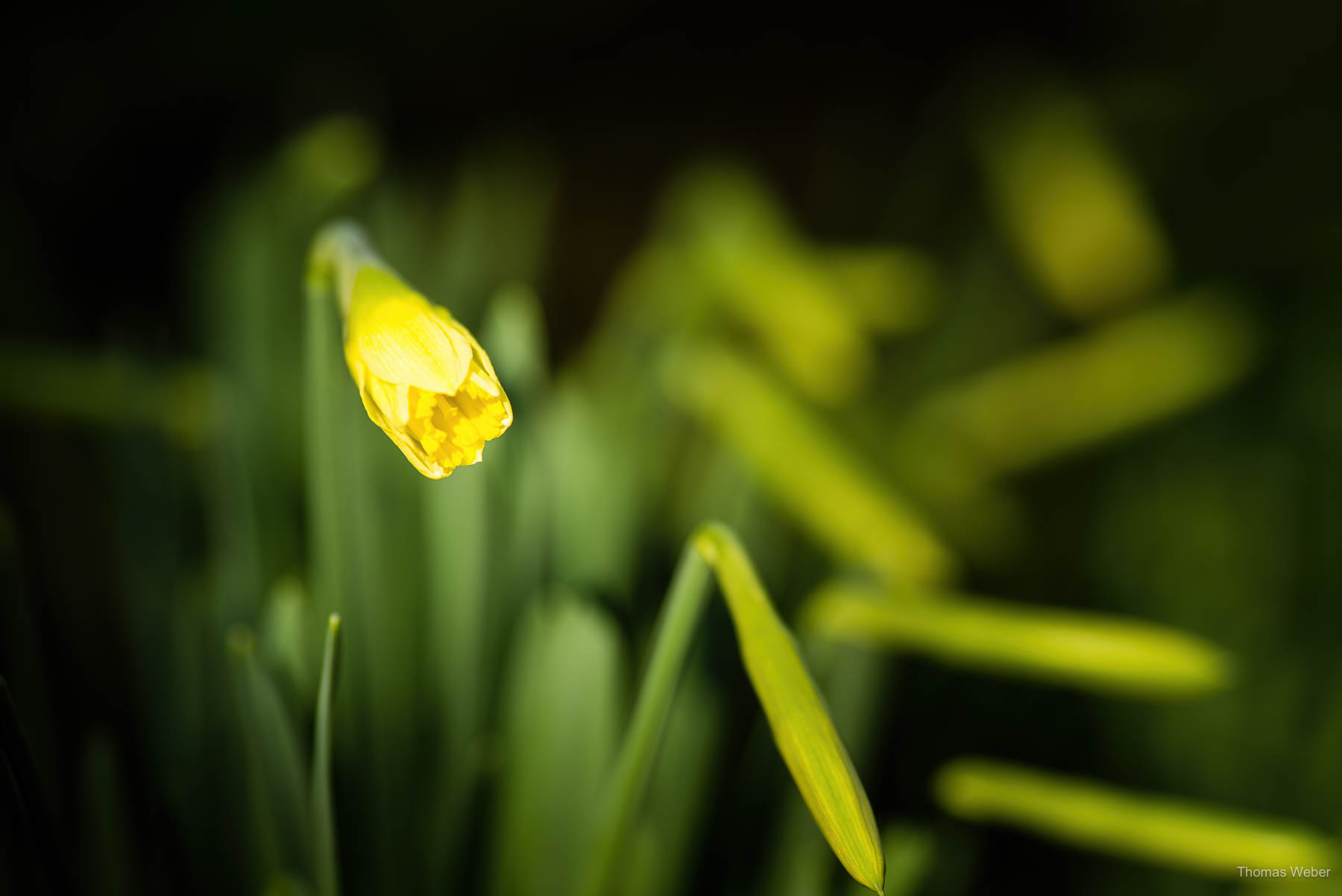 Frühblüher im Frühling, Fotograf Oldenburg, Thomas Weber