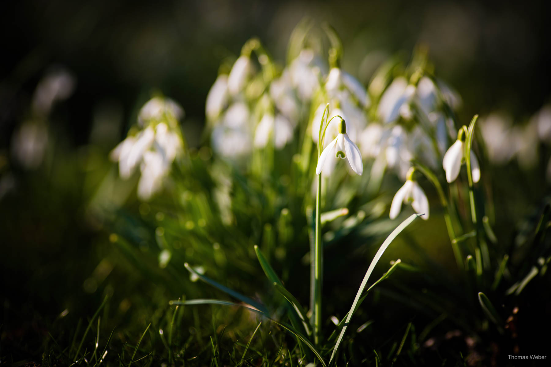 Frühblüher & Blumen im Frühling, Fotograf Oldenburg, Thomas Weber