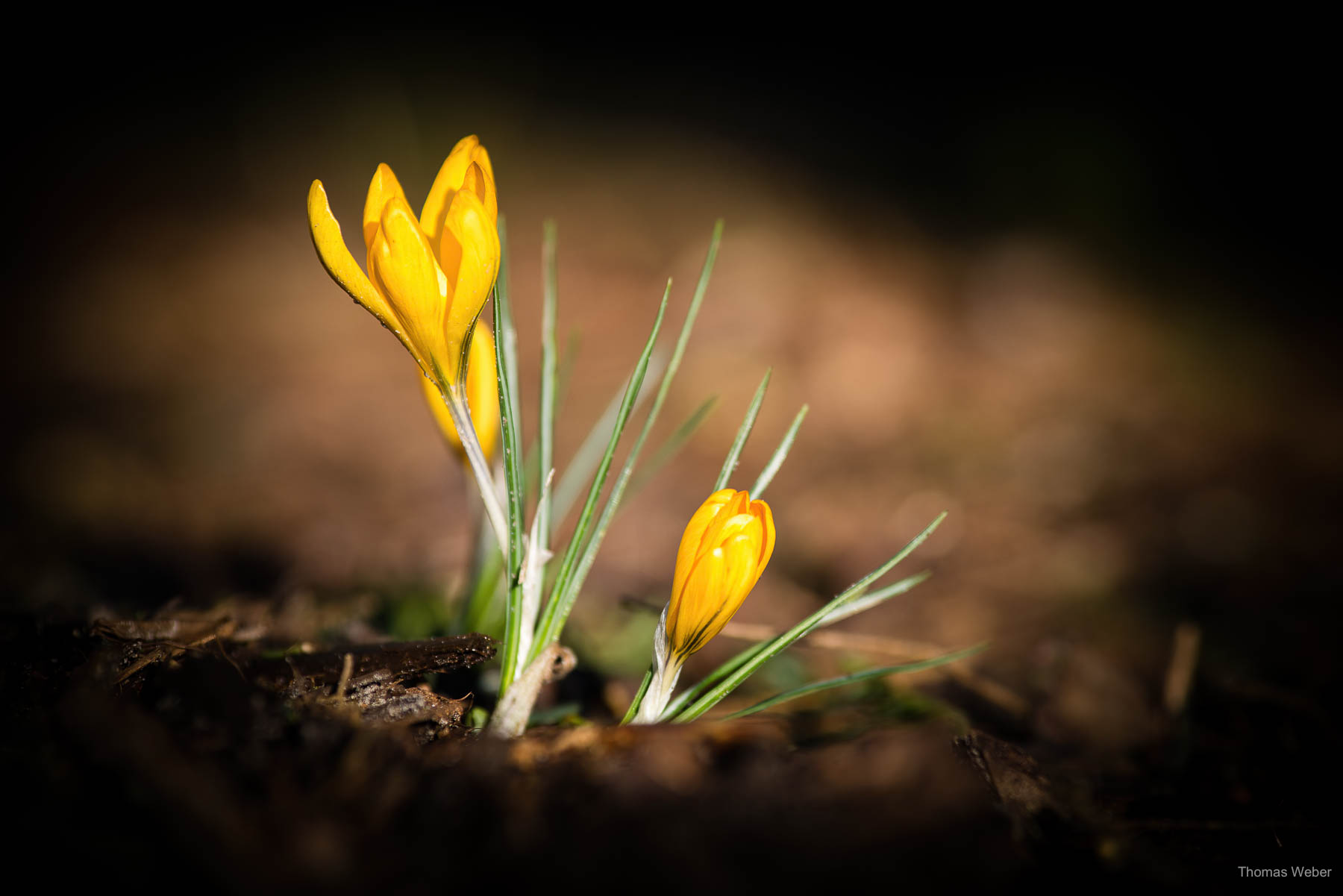 Blumen im Frühling, Fotograf Oldenburg, Thomas Weber