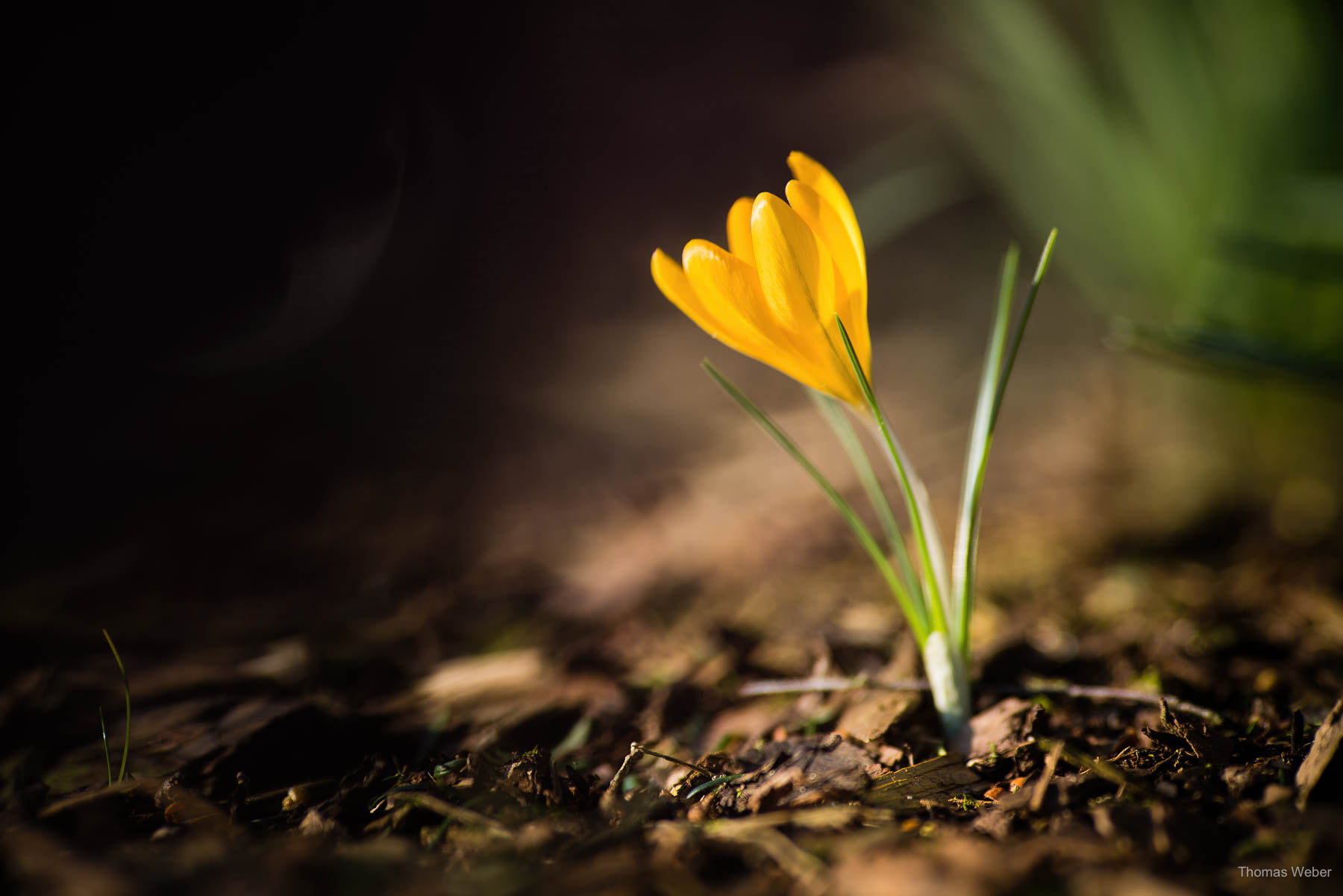 Frühblüher & Blumen im Frühling, Fotograf Oldenburg, Thomas Weber